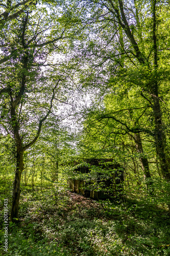 Verfallene Hütte im Wald