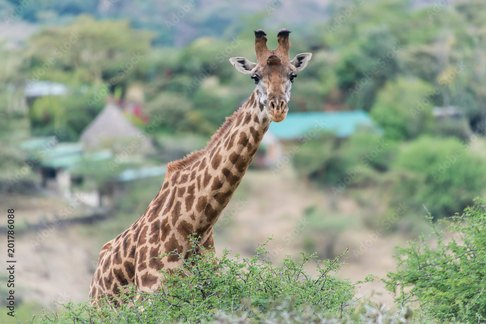 Fototapeta premium Giraffe in Nairobi National Park
