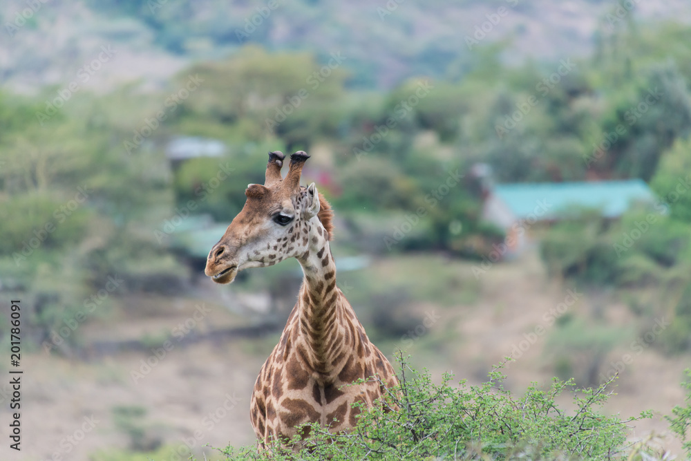 Giraffe in Nairobi National Park Giraffe in Nairobi National Park