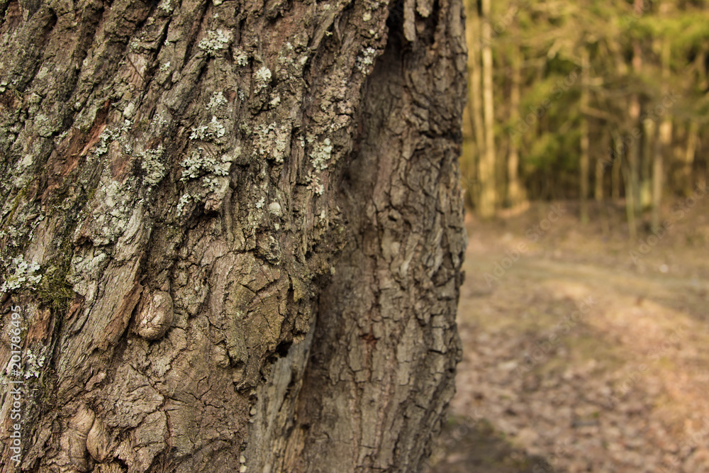 Fototapeta premium The bark of the tree on blurred background