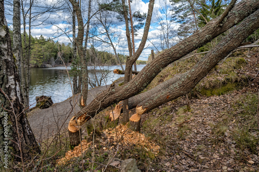 Trees cut down by Beavers in Tyresta Nature Reserve, Sweden Trees cut down by Beavers in Tyresta Nature Reserve, Sweden