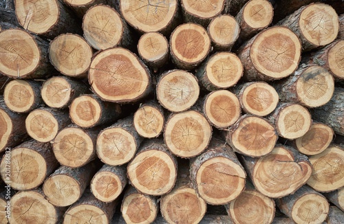 Pile of cut logs background. 