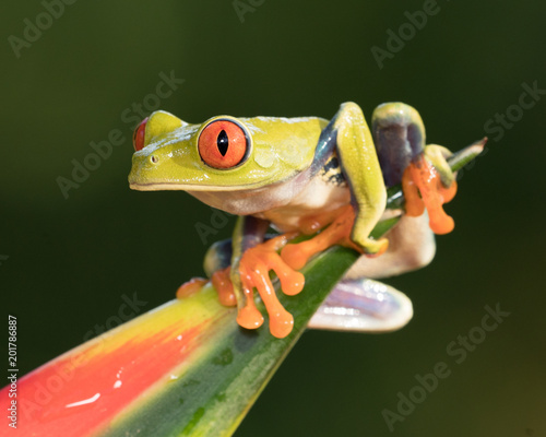 Red-eyed Tree Frog perched on the spiky end of a bromiliad