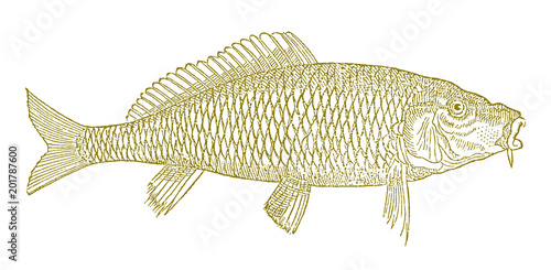 Common carp cyprinus carpio, after antique woodcut illustration from 16th century
