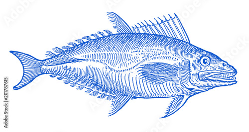 Blue colored tuna fish (thunnus) in profile view (after a historic or vintage woodcut illustration from the 16th century)