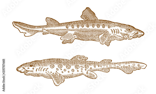 Canvas Print Two catsharks (scyliorhinidae) in profile view (after a historic or vintage wood