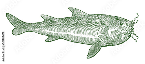 Beluga sturgeon (huso huso) in profile view (after a historic or vintage woodcut illustration from the 16th century)