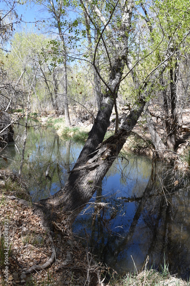 Forest and stream in the Granite Dells Riparian area Prescott Arizona Forest and stream in the Granite Dells Riparian area Prescott Arizona