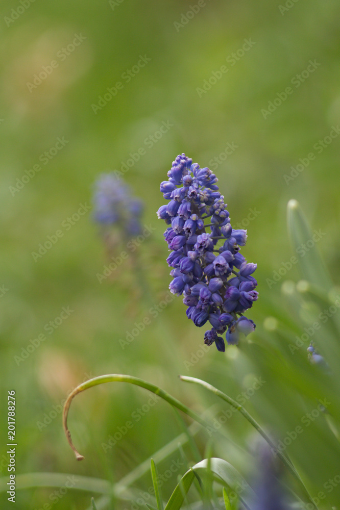 Mutant (Muscari Mill.) Is a genus of monocotyledonous plants (Asparagaceae) Mutant (Muscari Mill.) Is a genus of monocotyledonous plants (Asparagaceae)