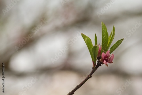 Peach blossom, peach blossoming twig, spring tree fruit background.