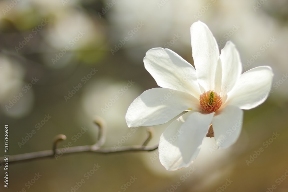 Magnolia Kobus, white magnolia flowers in the sunlight, a blurred background, an unopened bud, a beautiful natural background, a blank for a designer, a spring botanical garden Magnolia Kobus, white magnolia flowers in the sunlight, a blurred background, an unopened bud, a beautiful natural background, a blank for a designer, a spring botanical garden