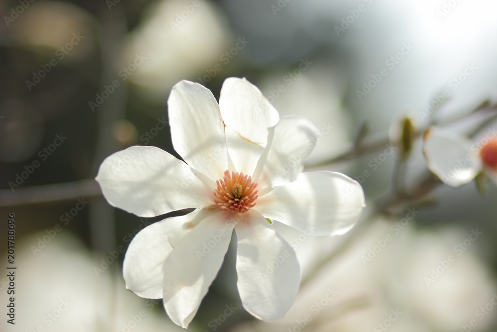 Magnolia Kobus, white magnolia flowers in the sunlight, a blurred background, an unopened bud, a beautiful natural background, a blank for a designer, a spring botanical garden Magnolia Kobus, white magnolia flowers in the sunlight, a blurred background, an unopened bud, a beautiful natural background, a blank for a designer, a spring botanical garden