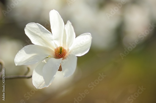 Magnolia Kobus  white magnolia flowers in the sunlight  a blurred background  an unopened bud  a beautiful natural background  a blank for a designer  a spring botanical garden