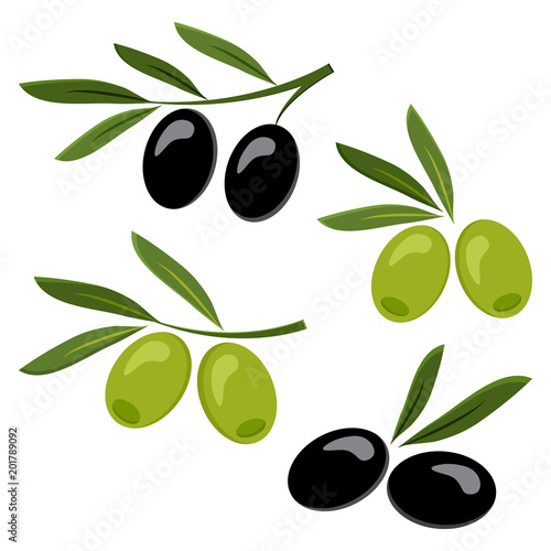 Colored set of black and green olives. Vector illustration