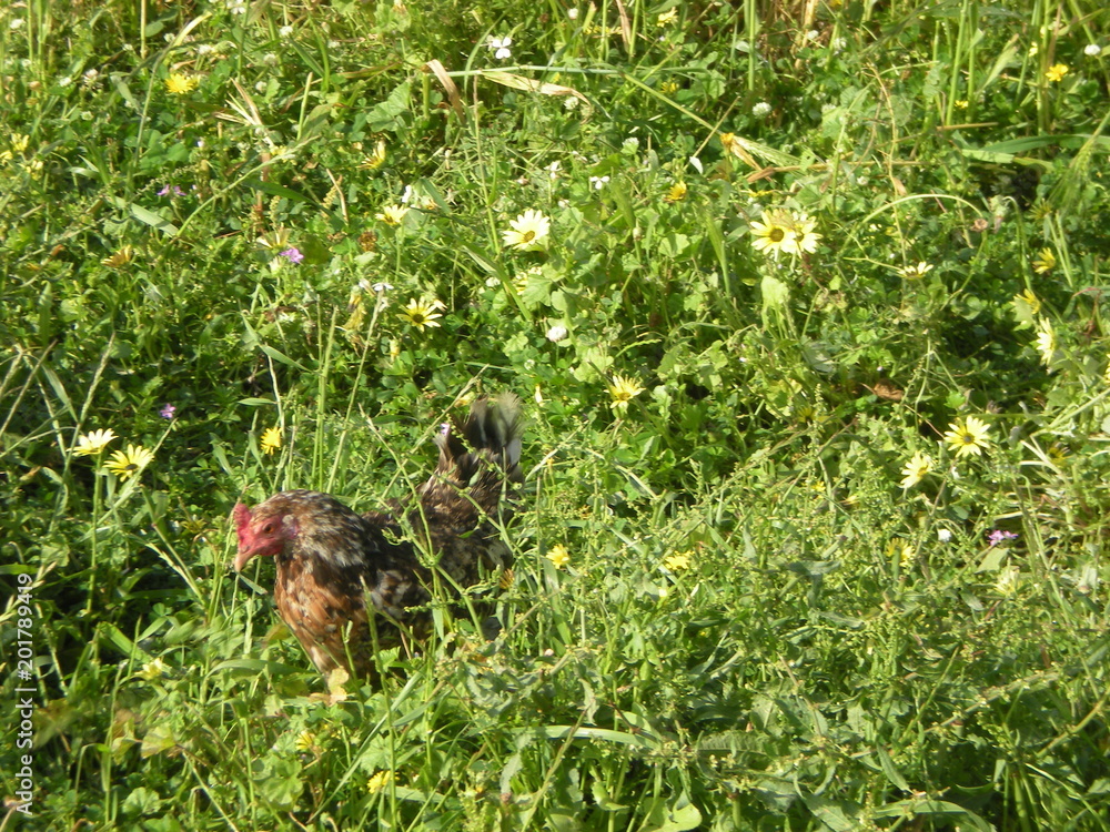 Obraz premium Chicken in the field
