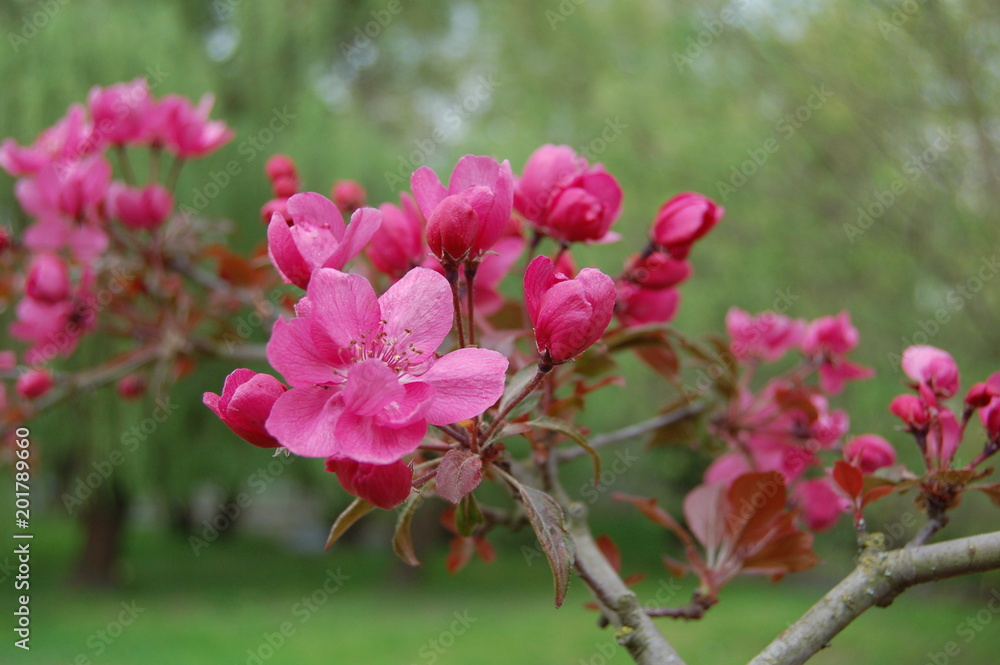 Pink flowers Pink flowers
