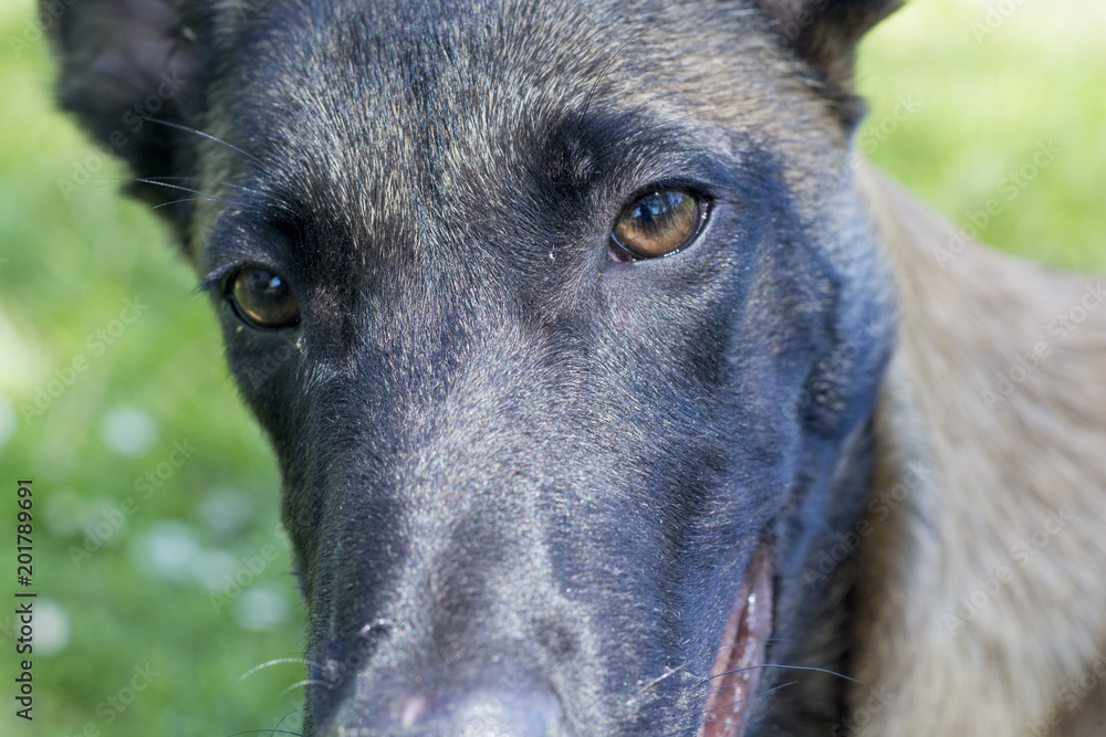 Malinois, german shepherd, puppy, sweet, pet, animal, dog Malinois, german shepherd, puppy, sweet, pet, animal, dog