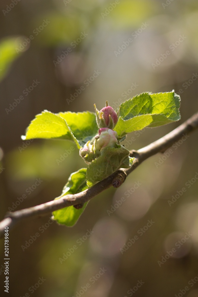 Apple tree, apple blossom twig in spring, spring background. Apple tree, apple blossom twig in spring, spring background.