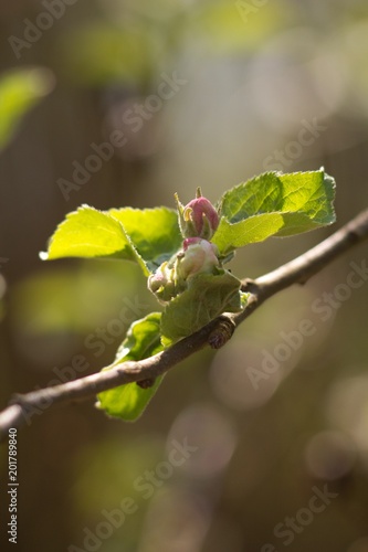 Apple tree, apple blossom twig in spring, spring background.