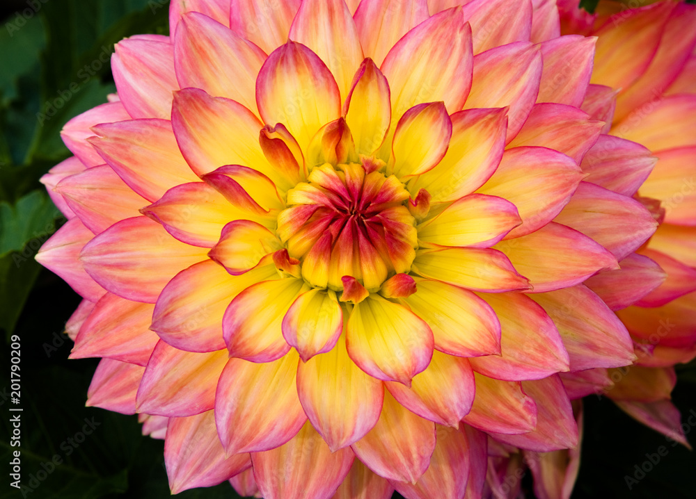 Close up of Red and Yellow dahlia flower Close up of Red and Yellow dahlia flower