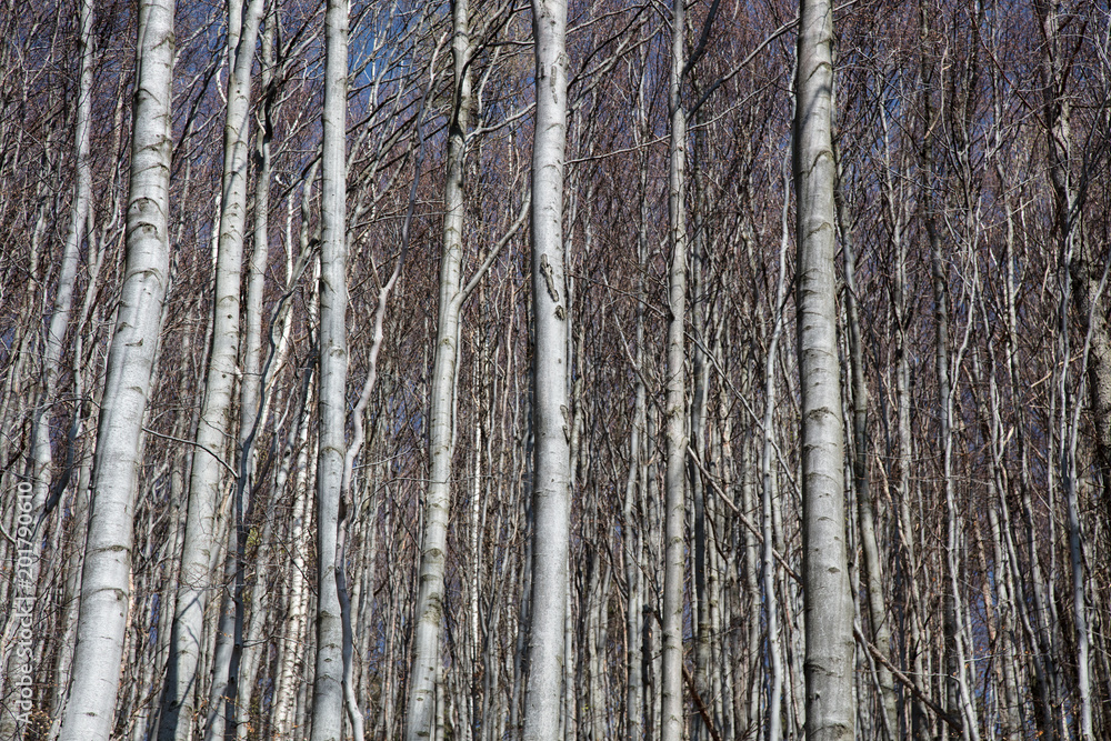 Obraz premium Young oak woods in spring time forest