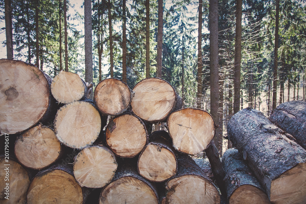 sawn logs lying in the forest, in the springtime season