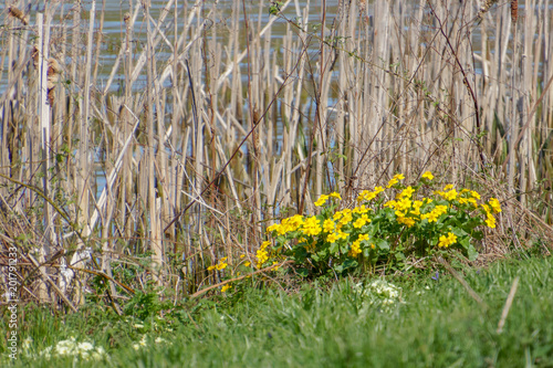 Marsh Marigold (Caltha palustris) Flowering in Springtime
