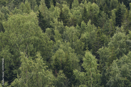 Forest in Finlan, matte style. © lucaar