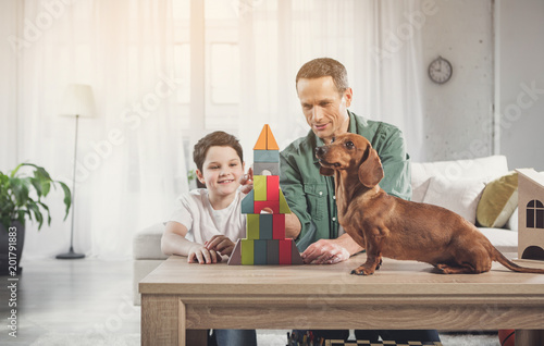 Interested dachshund puppy is sitting on desk near toy towel. Father and son are constructing building with joy and laughing