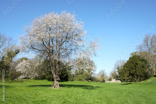 A Wild Cherry Tree  prunus avium 