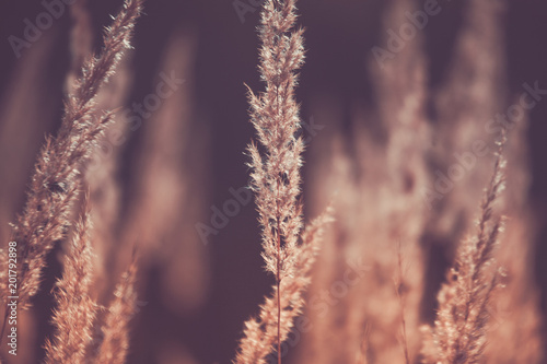 Grass, Spikelets, Brown, Autumn, Sun, Abstraction
