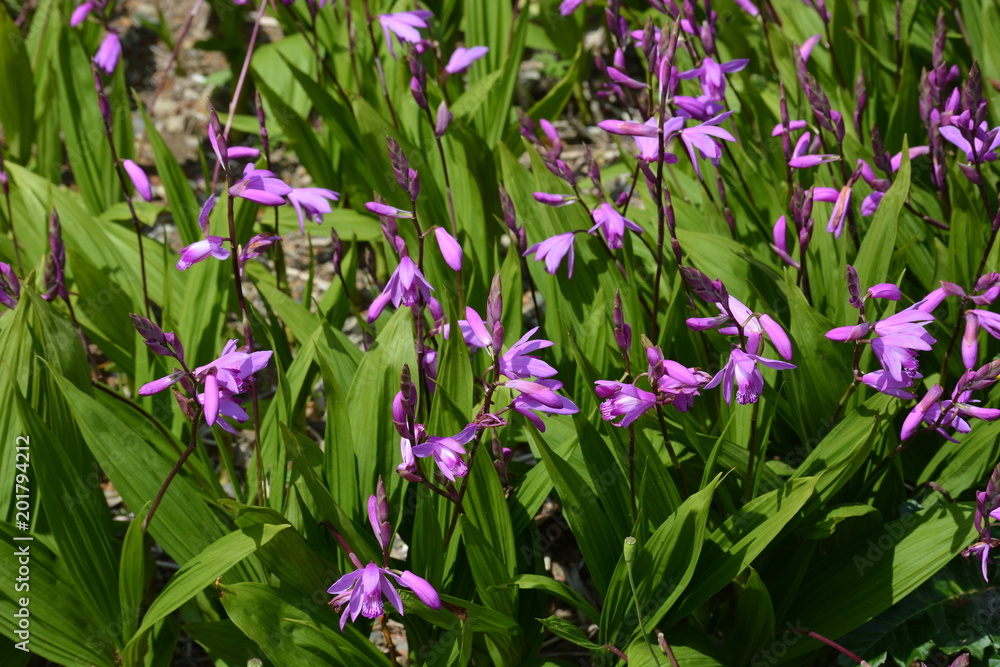 Hyacinth orchid Hyacinth orchid