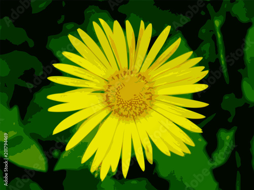 Fototapeta Naklejka Na Ścianę i Meble -  Dandelion flower in a natural environment, top view.