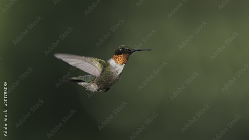 Fototapeta premium Light in the Garden