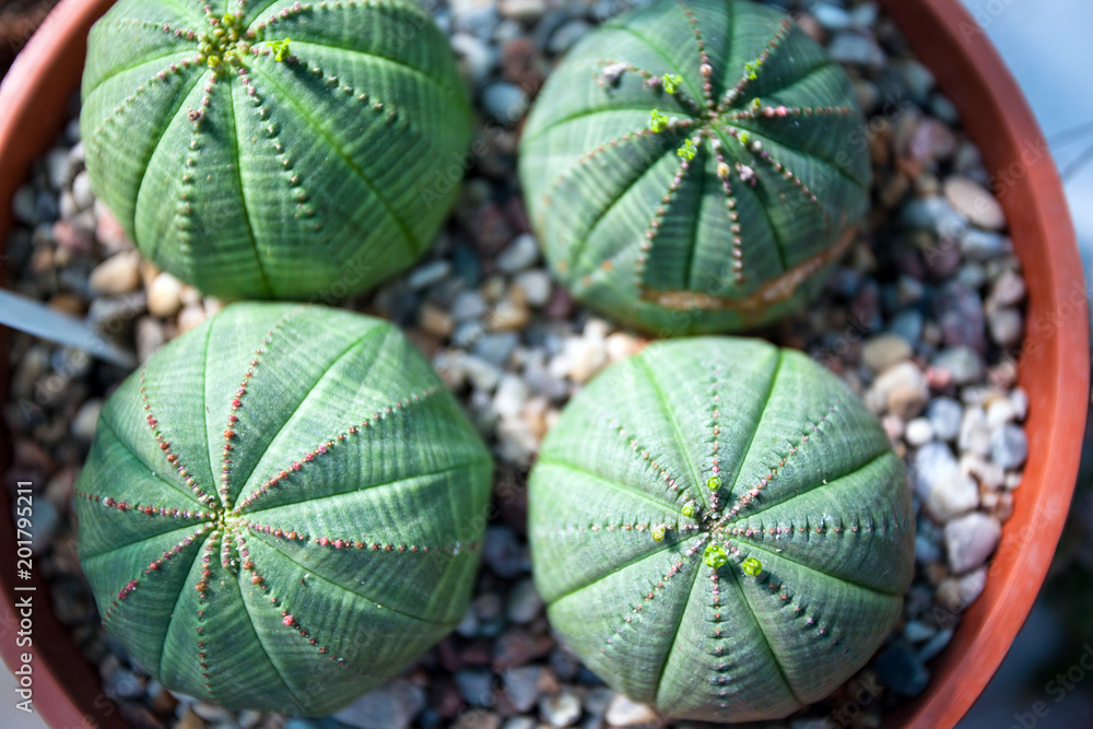 Obraz premium many small cacti in a pot