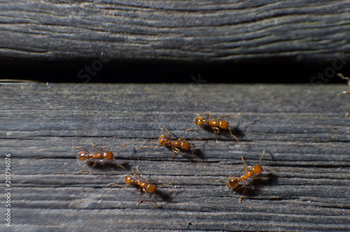 group of ants