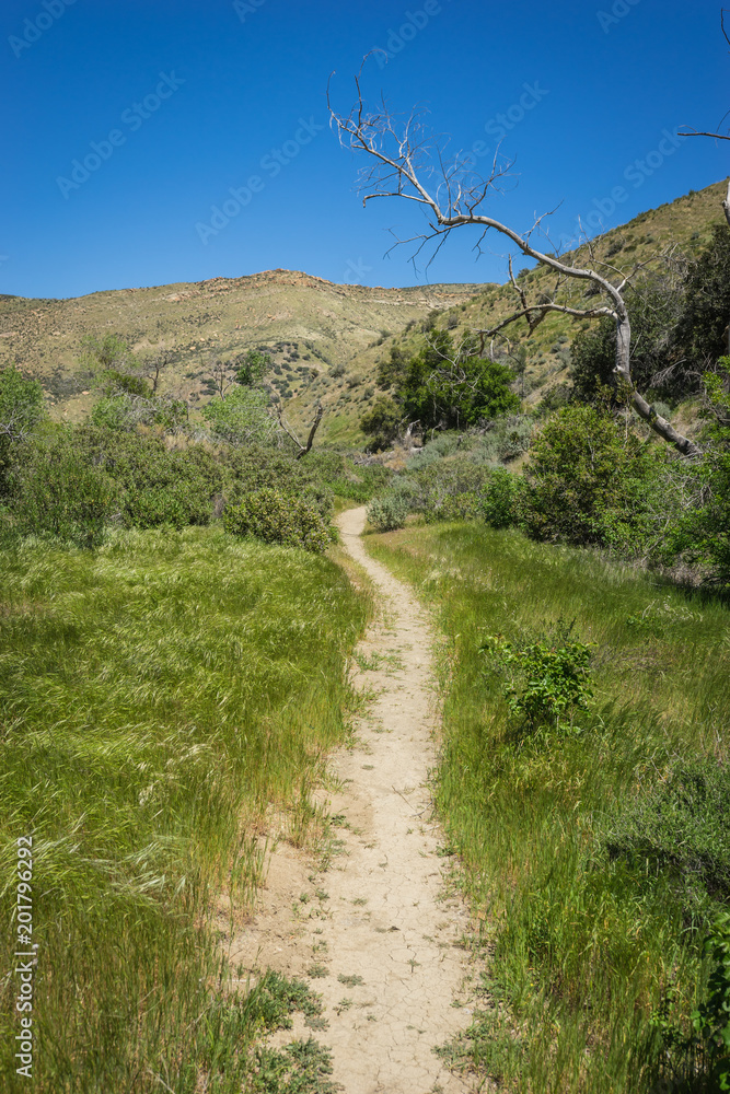 Long narrow walking path leads into the valleys of southern California national forest.