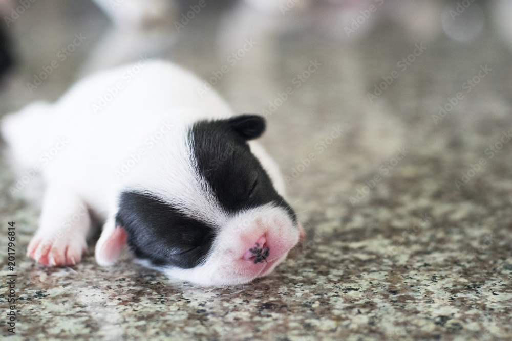 cute sleeping new born french bulldog puppy dog
