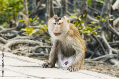 female wild rhesus monkey vietnam