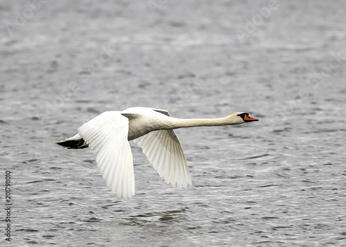 mute swan,Cygnus olor on lake © John Anderson