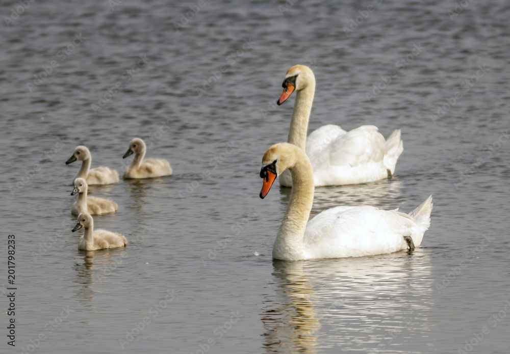 mute swan,Cygnus olor on lake