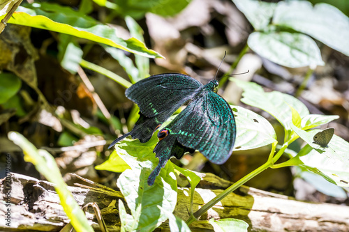 Many wild butterflies on ground in Kaeng Krachan National Park, Phetchaburi province, Thailand