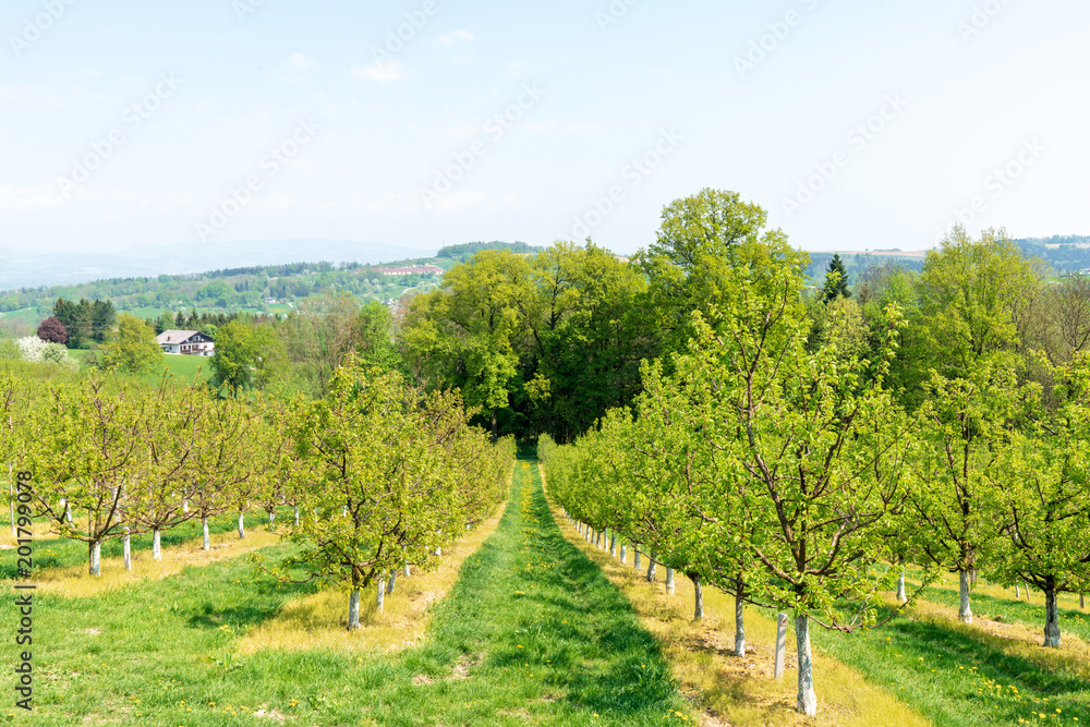 Naklejka premium Hügellandschaft Obstplantage