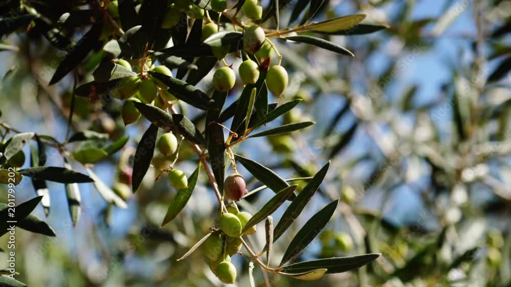 Green olives hang on branches tree. Young olive plant growth. Season nature 4K Green olives hang on branches tree. Young olive plant growth. Season nature 4K