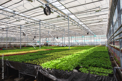 Modern large greenhouse or hothouse, cultivation and growth seeds of ornamental plants, flower nursery inside interior