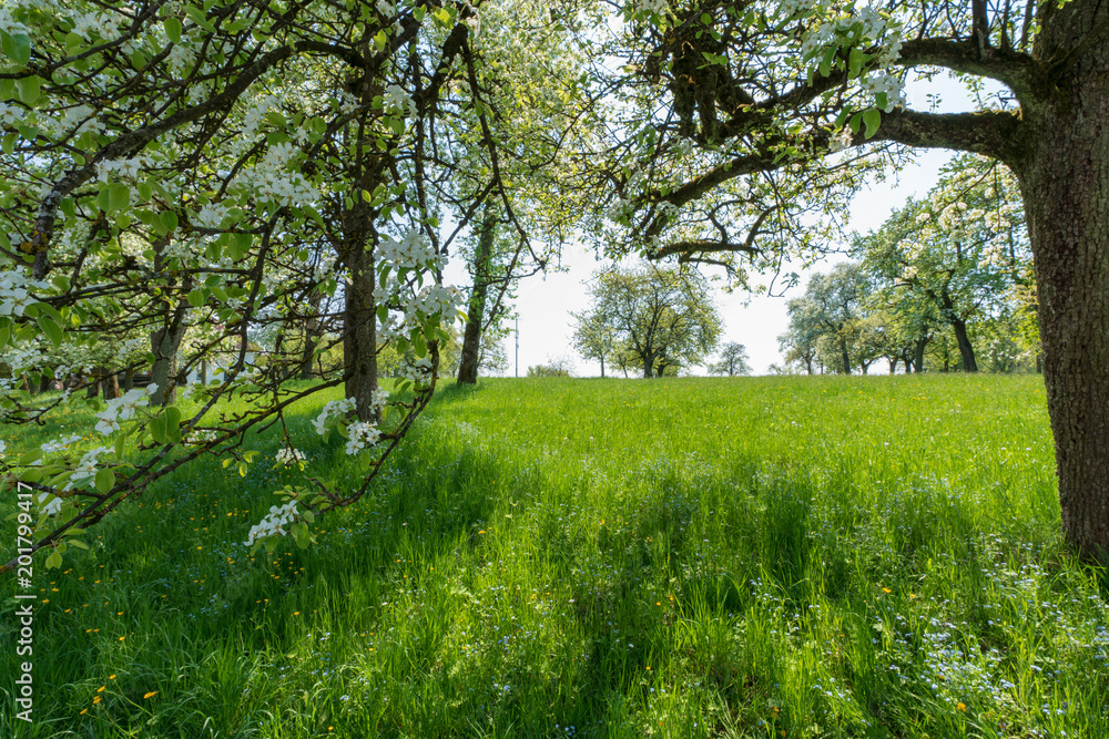 Fototapeta premium Obstblüten