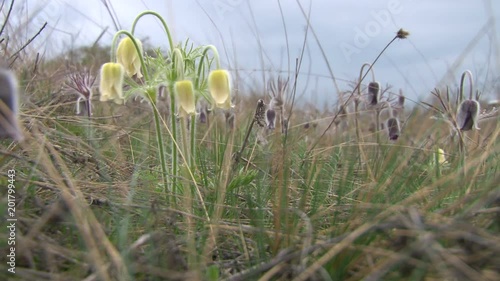 Pasque flower (Pulsatilla flavescens) on a meadow
