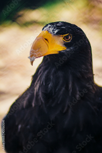 Steller s sea eagle  close up shot with blurred background. Formidable a bird. Angry look