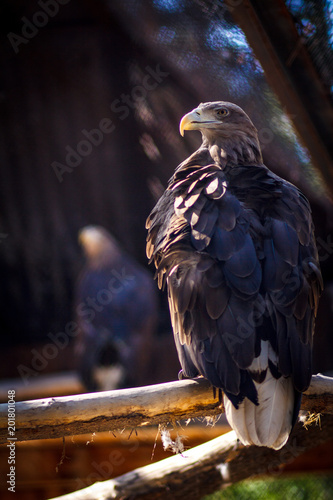 Golden Eagle on blured background photo