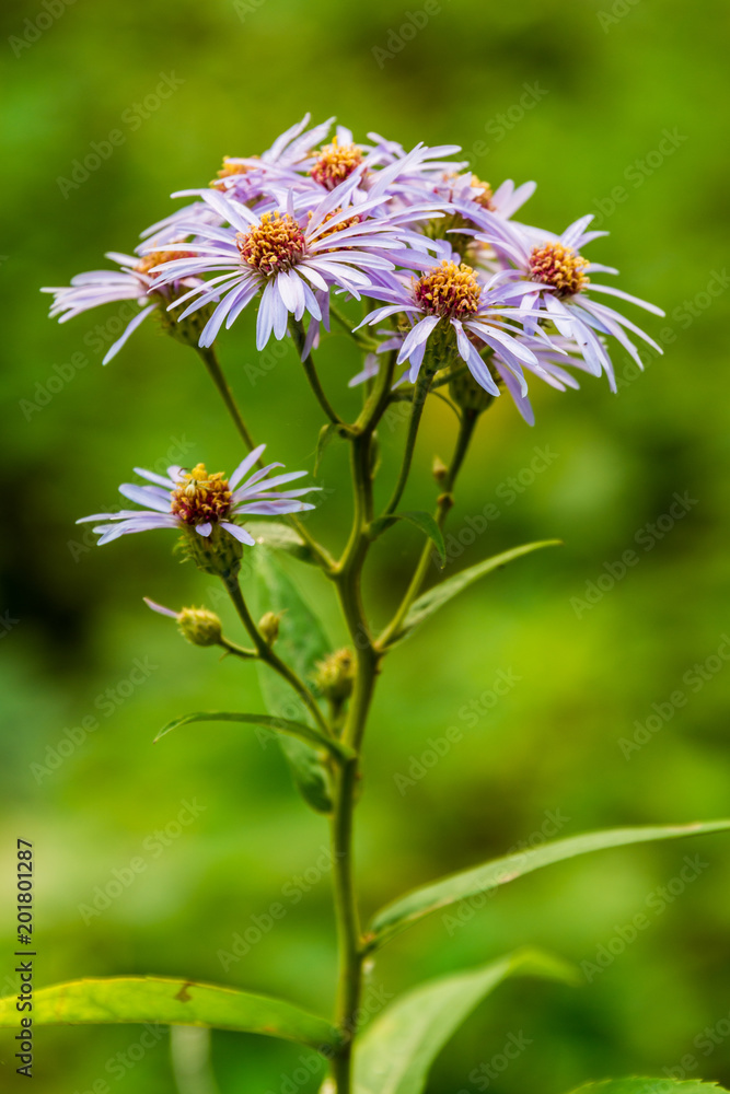 Purple Mountain Flowers